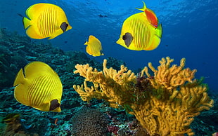 four yellow discus fish, underwater, fish, animals, sea