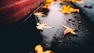 brown leaves on black surface, fall, leaves, maple leaves, on the floor HD wallpaper