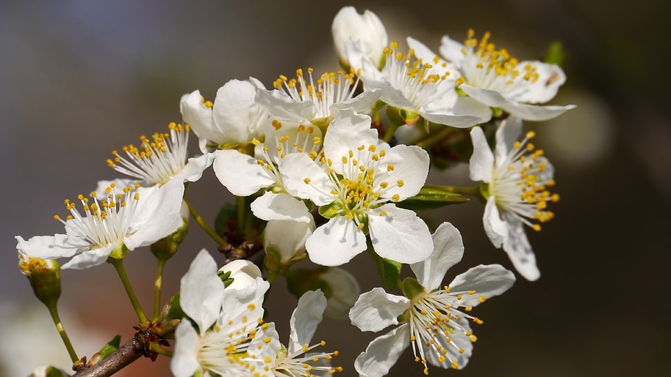 white petaled flower HD wallpaper