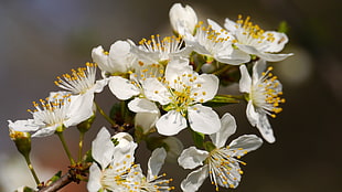 white petaled flower HD wallpaper