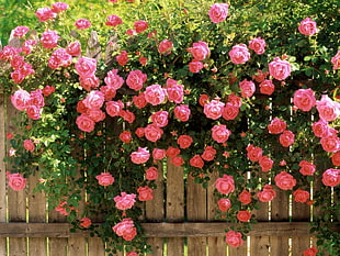 pink rose HD wallpaper