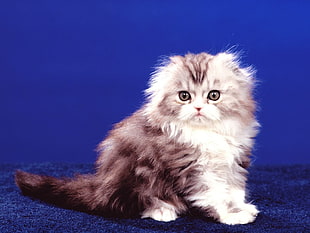 grey and white Persian kitten