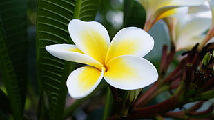 white and yellow Micro shot of flower