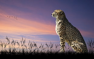 close up photo of cheetah HD wallpaper