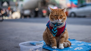 orange Tabby cat in blue necktie
