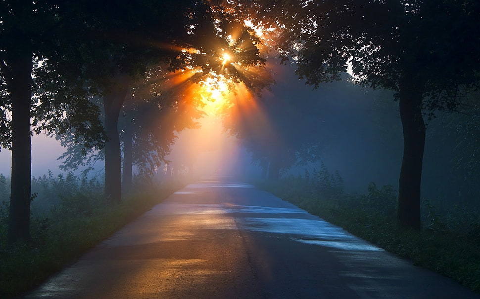 gray concrete road with trees, road HD wallpaper
