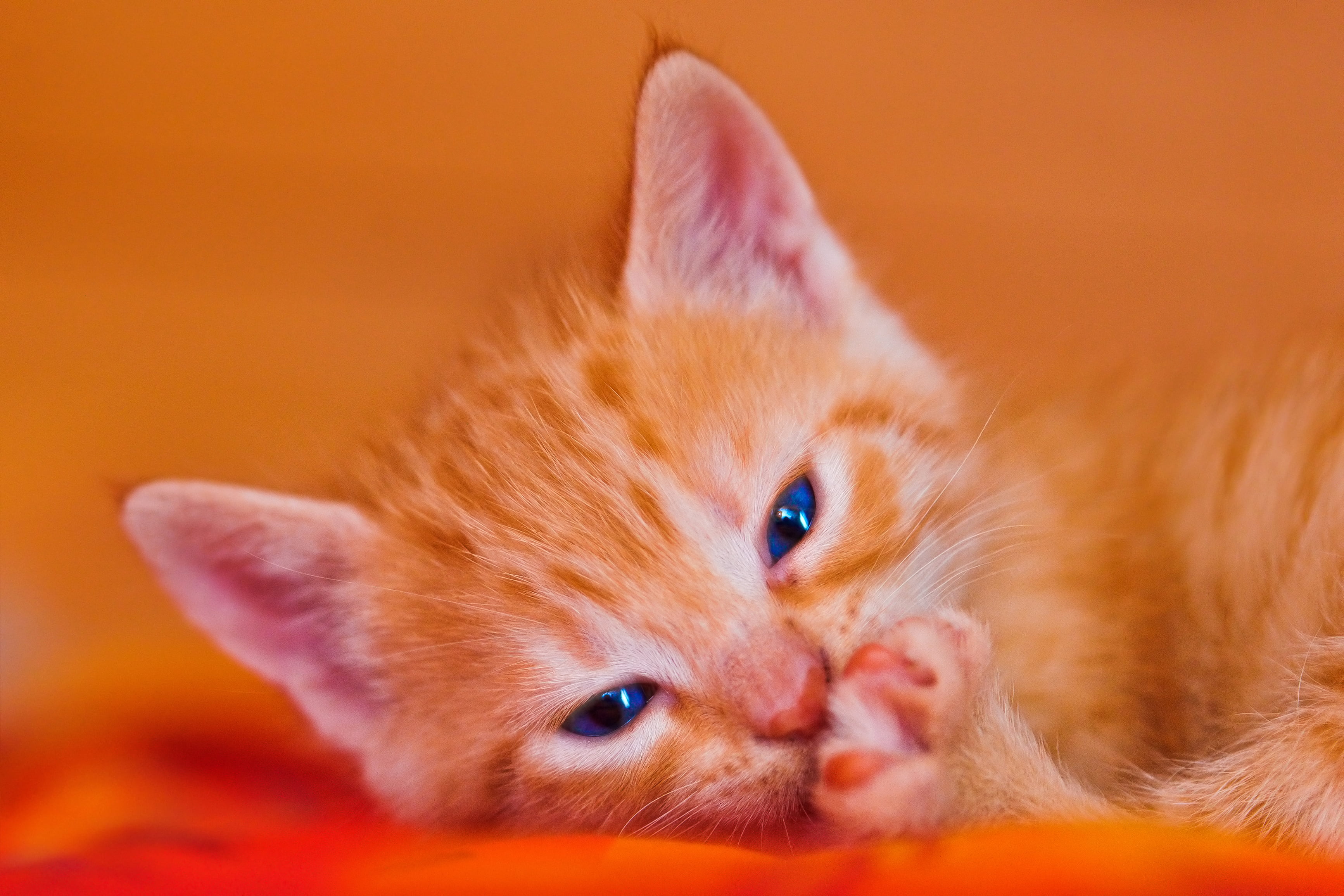 Hình nền mèo con cam tabby làm nền trang trí cho thiết bị của bạn sẽ mang lại một cảm giác vui tươi và dễ chịu. Với họa tiết dễ thương và màu sắc tươi sáng, bạn không thể bỏ qua hình nền hấp dẫn này.