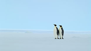 two white-and-black penguins, animals, penguins, ice, cold HD wallpaper