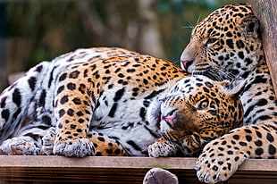 two black and brown leopard lying on brown wooden board