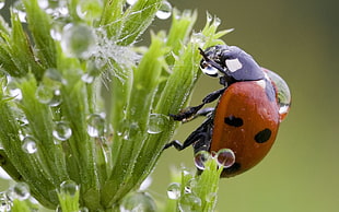 macro shot photo of Ladybug on green leaves