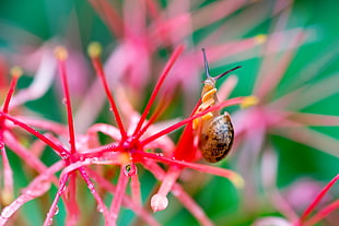 macro photography of snail on red flower