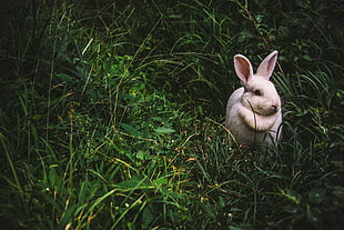 white rabbit on green grasses HD wallpaper