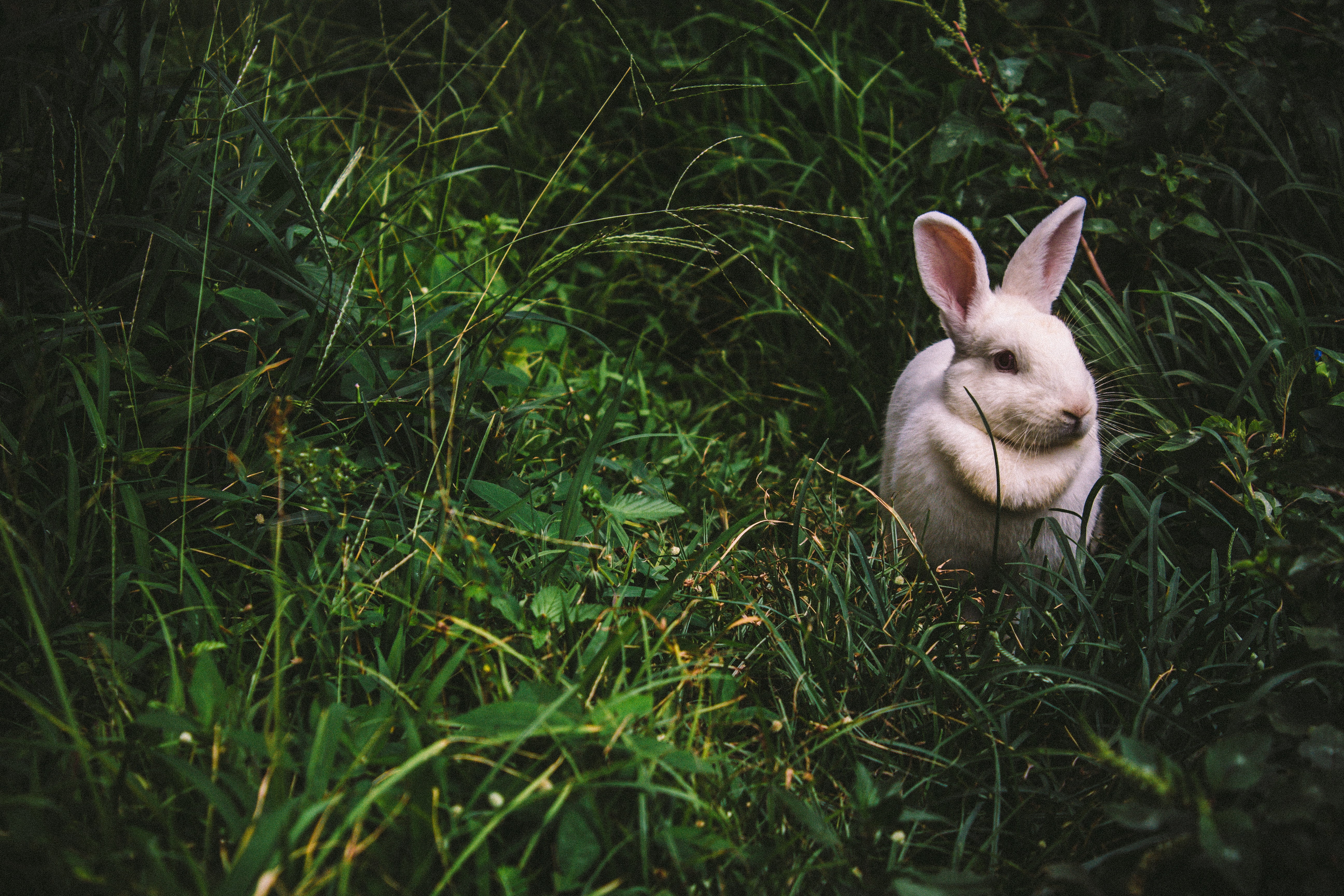 Заяц сразу. Кролик. Белый кролик. Кролик Эстетика. Кролик в траве.