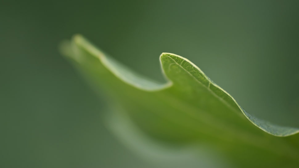 macro photography of green leaf HD wallpaper
