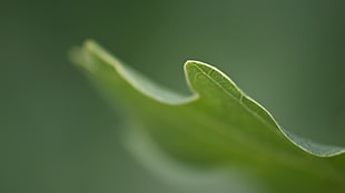 macro photography of green leaf