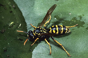 close up photo of Yellow Jacket wasp
