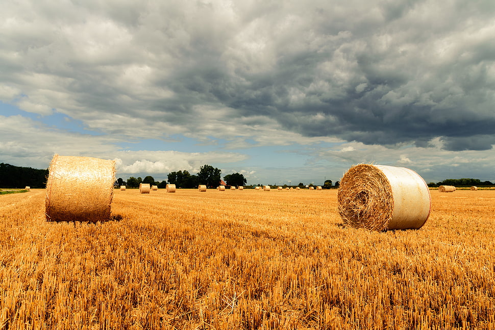 brown grass during day time HD wallpaper