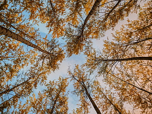 brown leaf trees, Trees, Autumn, Bottom view HD wallpaper