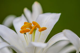 shallow focus photography of orange and white flower