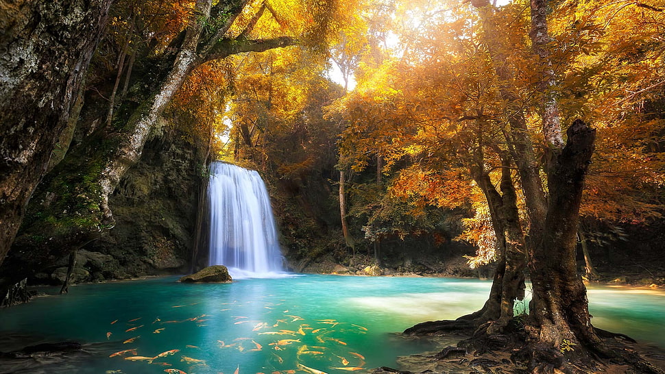 orange trees, waterfall, nature, trees HD wallpaper