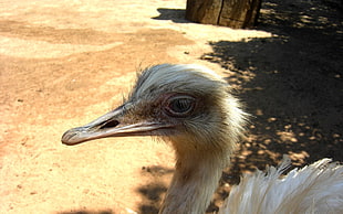 close up photo of Ostrich