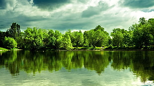 green leafed tree, landscape, nature, lake
