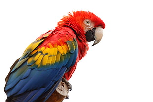 scarlet macaw, macaws, animals, birds, colorful