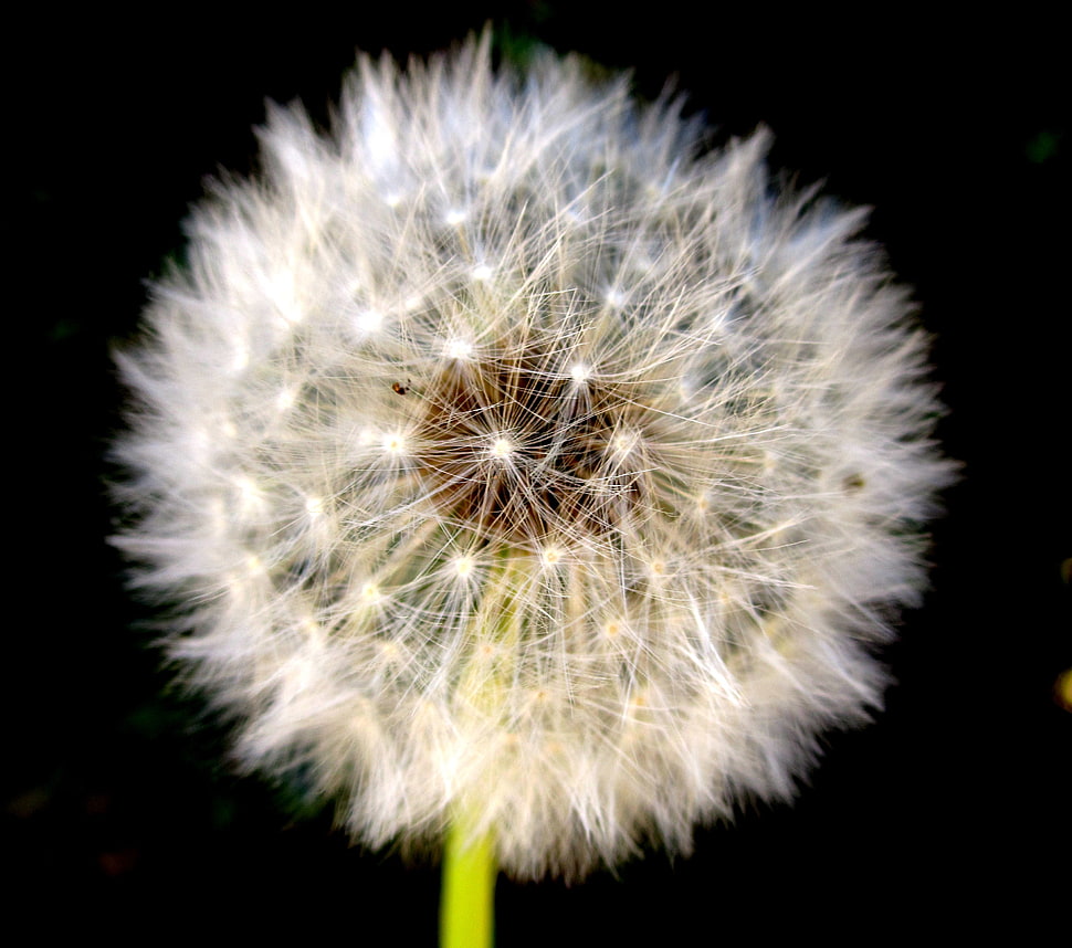 selective focus photography of Dandelion flower HD wallpaper