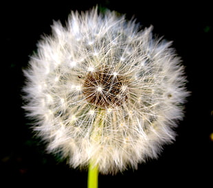 selective focus photography of Dandelion flower