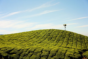 green grass hill with single tree under blue sky