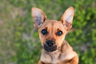 small short-coated tan dog