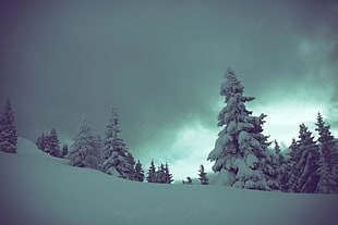 pine trees, winter, landscape, trees