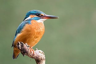 focus photography of River kingfisher HD wallpaper