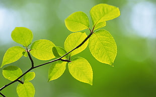 green leaves, leaves, green, macro HD wallpaper