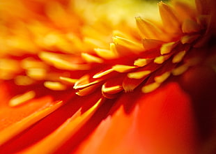 close-up photography of orange petaled flowers HD wallpaper