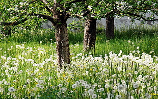 white Dandelion flower field