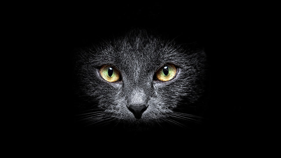 black tabby cat HD wallpaper
