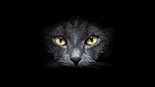 black tabby cat