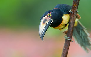 blue and yellow long-beaked bird selective focus photography