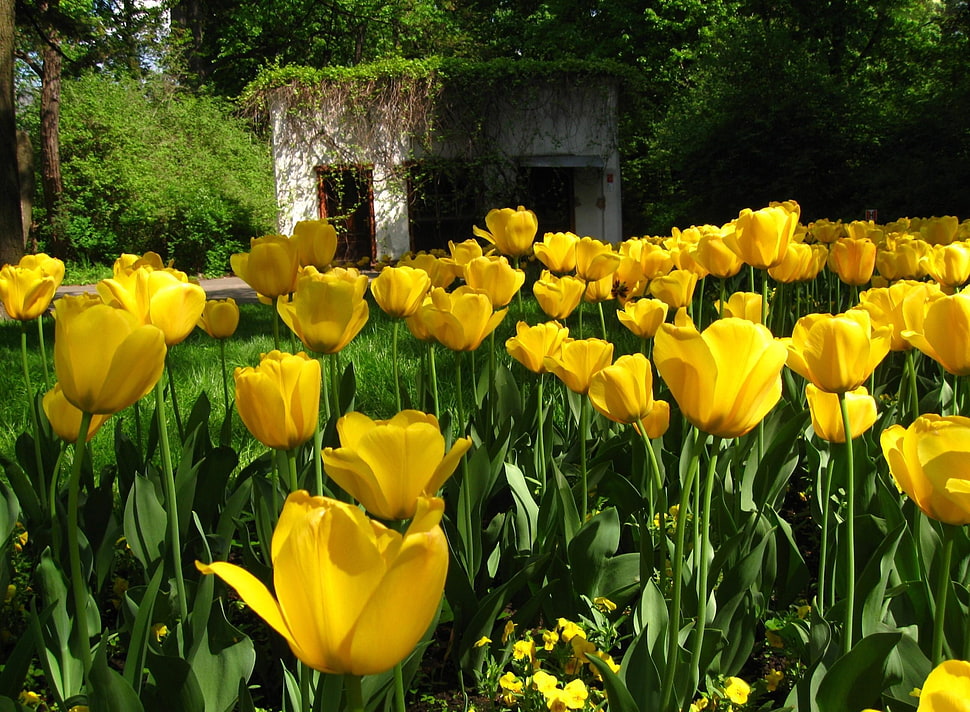 yellow Tulip flower field at daytime HD wallpaper