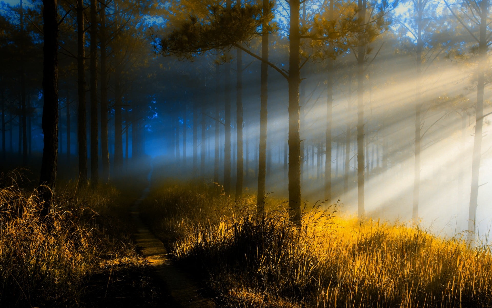 bare trees, nature, landscape, sun rays, forest