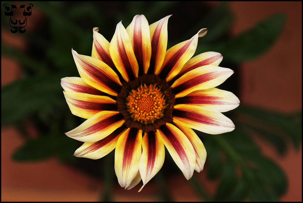white and red petal flower HD wallpaper