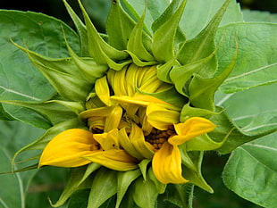 yellow Sunflower about to bloom close-up photo, flowering HD wallpaper