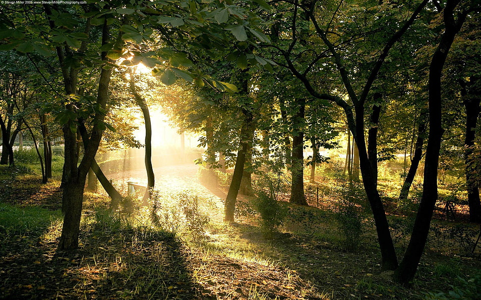 green leafed trees, forest, trees, nature, sunlight HD wallpaper