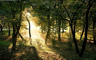 green leafed trees, forest, trees, nature, sunlight