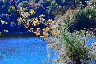 photography of brown and yellow petaled flower beside body of water during daytime
