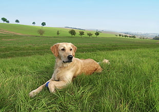 photo of Labrador Retriever on grass field