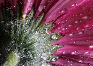 pink Daisy flower in close up photography