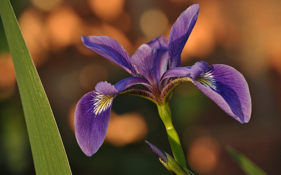 macro shot of purple Iris flower HD wallpaper