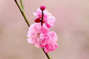 pink Cherry Blossom in closeup photo, japanese apricot, plum